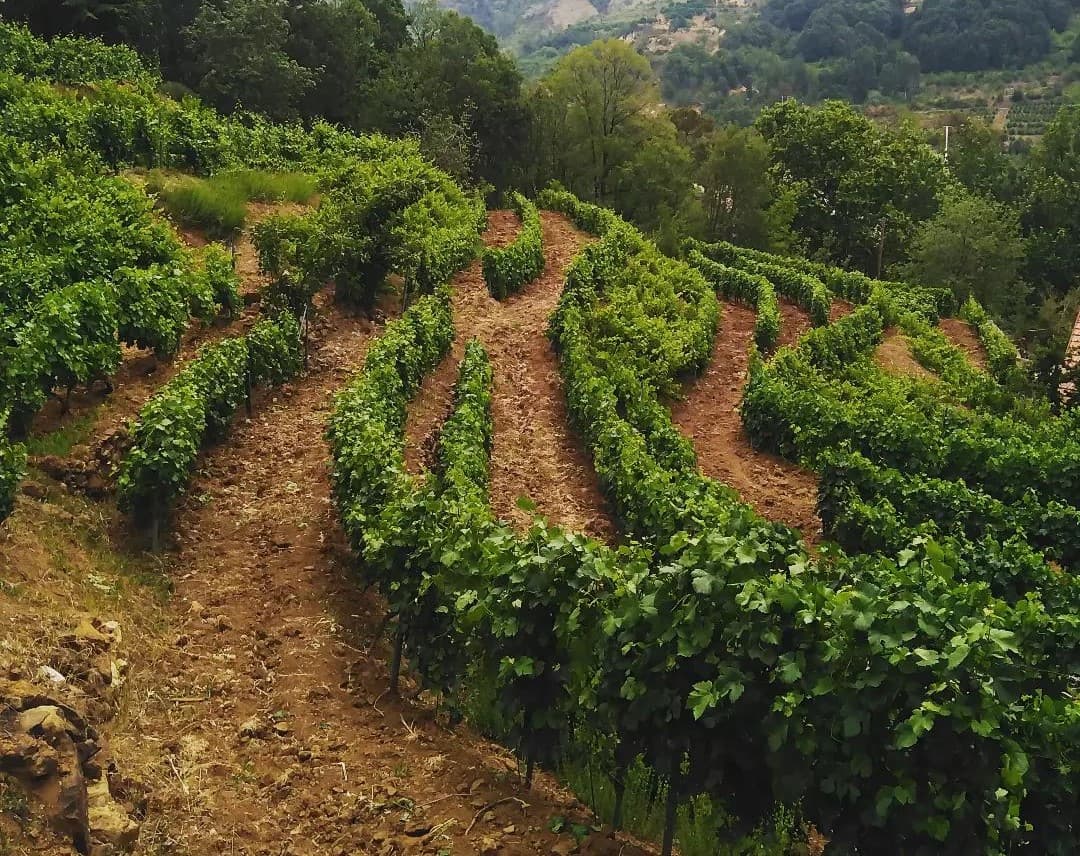 Kfardebian wine tasting & hiking activity - Purple Pineapple Pot