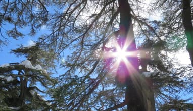 Bcharre Cedars Reserve and Batroun EcoTour with Vamos Todos