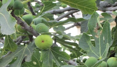 Fig Picking & Village Discovery with Vamos Todos