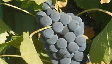 Wine & Arak Tour – Tasting Experience with Vamos Todos