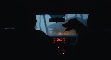 Dead Dog by Sarah Francis